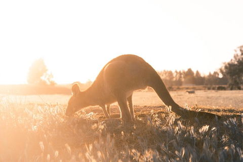 Small Group - Phillip Island Hike & Penguin Parade Day Tour From Melbourne - Attractions Perth 7