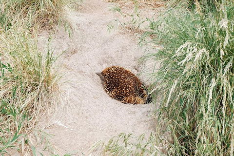 Small Group - Phillip Island Hike & Penguin Parade Day Tour From Melbourne - Attractions Perth 8