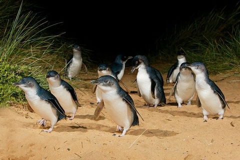 Small Group - Phillip Island Hike & Penguin Parade Day Tour From Melbourne - Attractions Perth 6