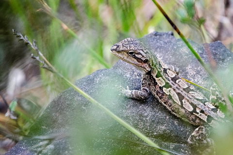 2-Day Melbourne To Adelaide Tour: Great Ocean Road And Grampians One Way Trip - Attractions Perth 4