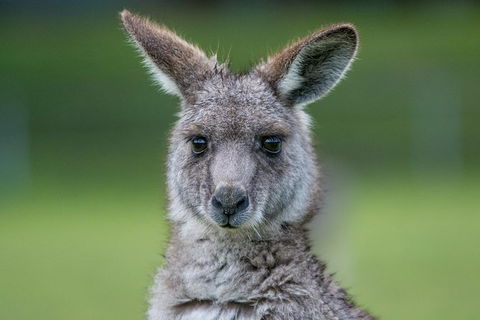 2-Day Melbourne To Adelaide Tour: Great Ocean Road And Grampians One Way Trip - Attractions Perth 5