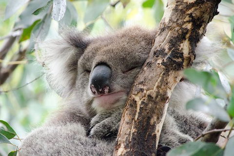 Great Ocean Road Reverse Itinerary And Phillip Island 2 Day Wildlife Encounter - Attractions Perth 0