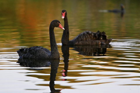 Great Ocean Road Reverse Itinerary And Phillip Island 2 Day Wildlife Encounter - Attractions Perth 7