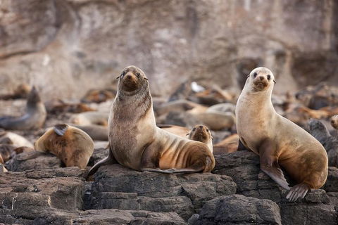 Great Ocean Road Reverse Itinerary And Phillip Island 2 Day Wildlife Encounter - Attractions Perth 10