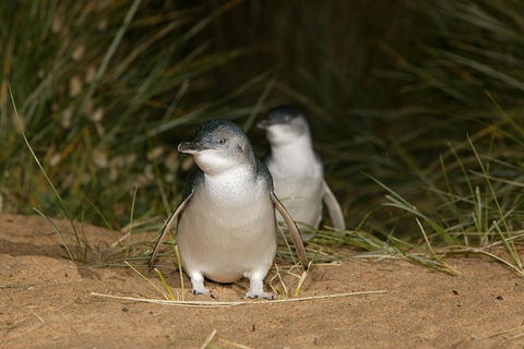 Great Ocean Road Reverse Itinerary And Phillip Island 2 Day Wildlife Encounter - Attractions Perth 16