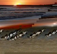 Phillip Island Penguin Parade Day Trip with Koala Park - Attractions Perth