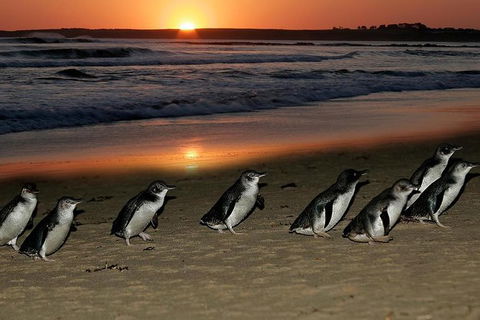 Phillip Island Penguin Parade Day Trip With Koala Park - Attractions Perth 0