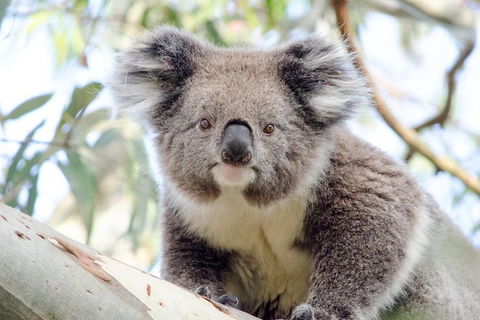 Phillip Island Penguin Parade Day Trip With Koala Park - Attractions Perth 14