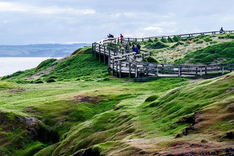 Phillip Island Penguin Parade Day Trip With Koala Park - Attractions Perth 11