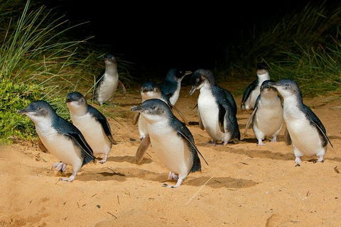 Phillip Island Penguin Parade Day Trip With Koala Park - Attractions Perth 7
