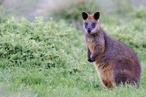 Phillip Island Penguin Parade Day Trip With Koala Park - Attractions Perth 17
