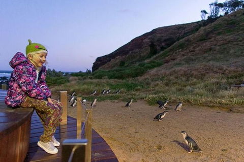 Phillip Island Penguin Parade Day Trip With Koala Park - Attractions Perth 6