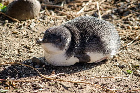 Phillip Island Penguin Parade Day Trip With Koala Park - Attractions Perth 10