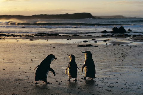 Phillip Island Penguin Parade Day Trip With Koala Park - Attractions Perth 4