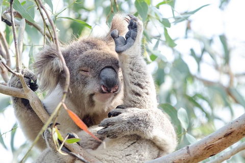 Phillip Island Penguin Parade Day Trip With Koala Park - Attractions Perth 8
