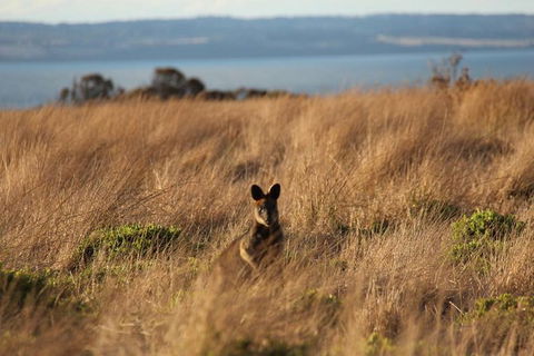 Private Great Ocean Road - The Ultimate Aussie Adventure - Attractions Perth 1