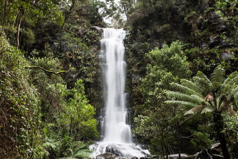 Private Great Ocean Road - The Ultimate Aussie Adventure - Attractions Perth 7