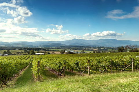 Yarra Valley Icons Guns Tour From Melbourne Including Lunch And Local Guide - Attractions Perth 1