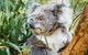 Mornington Peninsula Family Fun Tour - thumb 0
