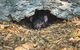 Melbourne Sightseeing Tour With Phillip Island Penguins And Great Ocean Road - thumb 4