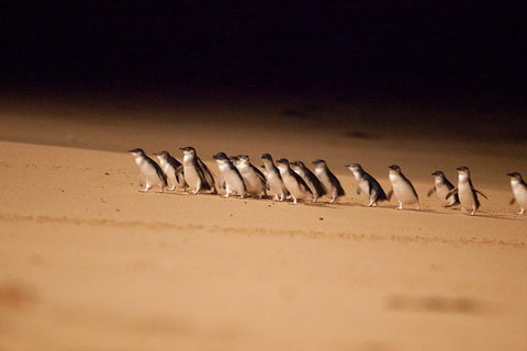Melbourne Sightseeing Tour With Phillip Island Penguins And Great Ocean Road - Attractions Perth 2