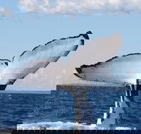 Phillip Island Whale Watching Tour - Attractions Perth