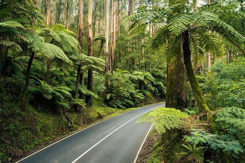 Lake Mountain Snow Trip Including Yarra Valley Chocolaterie From Melbourne - Attractions Perth 3