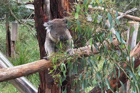 Day Tour Of Phillip Island, The Surrounding Region And Wine Tasting - Attractions Perth 10