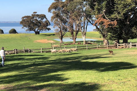 Day Tour Of Phillip Island, The Surrounding Region And Wine Tasting - Attractions Perth 13