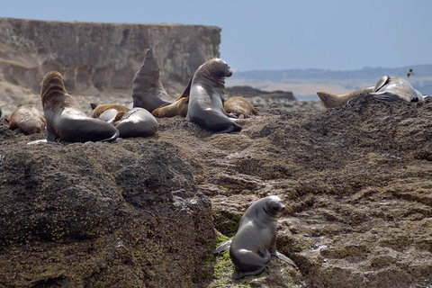 Phillip Island Wildlife Cruise With Optional Penguin Parade And 3 Park Pass - Attractions Perth 1