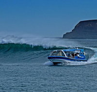 Phillip Island Wildlife Cruise with Optional Penguin Parade and 3 Park Pass - Attractions Perth