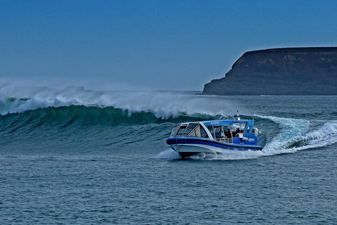 Phillip Island Wildlife Cruise With Optional Penguin Parade And 3 Park Pass - Attractions Perth 0