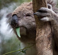 Phillip Island Koala Conservation Centre Entry ticket - Attractions Perth