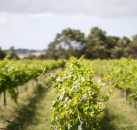 Phillip Island Wine Experience Tour - Attractions Perth
