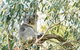 Ultimate Reverse Direction - 12 Apostles, Great Ocean Road - Small Group Tour - thumb 7