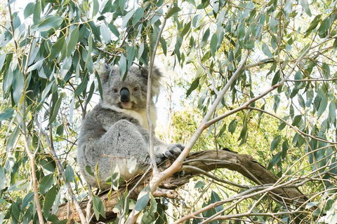Ultimate Reverse Direction - 12 Apostles, Great Ocean Road - Small Group Tour - Attractions Perth 7