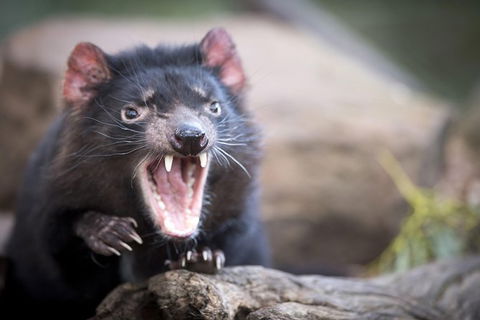 Port Arthur And Tassie Devils Active Day Tour From Hobart - Attractions Perth 0