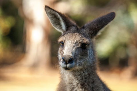 Port Arthur And Tassie Devils Active Day Tour From Hobart - Attractions Perth 12