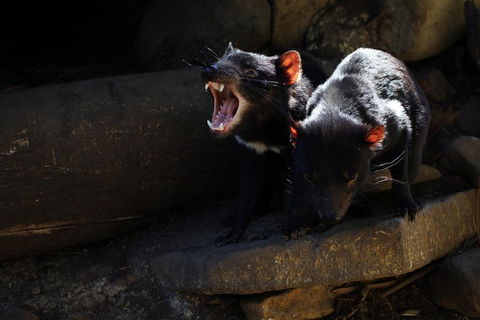 Port Arthur And Tassie Devils Active Day Tour From Hobart - Attractions Perth 5