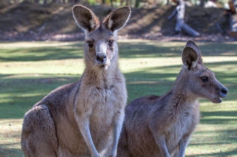 Port Arthur And Tassie Devils Active Day Tour From Hobart - Attractions Perth 10