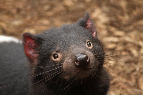 Day Tour In Mt. Field, Mt. Wellington, Bonorong Wildlife Sanctuary And Richmond - Attractions Perth 3