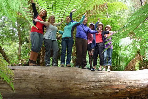 Mt Field National Park Active Day-Trip Including Bonorong And Mt Wellington - Attractions Perth 4