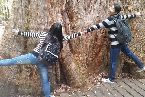 Mt Field National Park Active Day-Trip Including Bonorong And Mt Wellington - Attractions Perth 8
