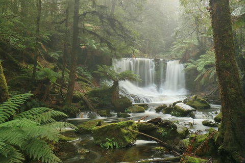Mt Field National Park Active Day-Trip Including Bonorong And Mt Wellington - Attractions Perth 10