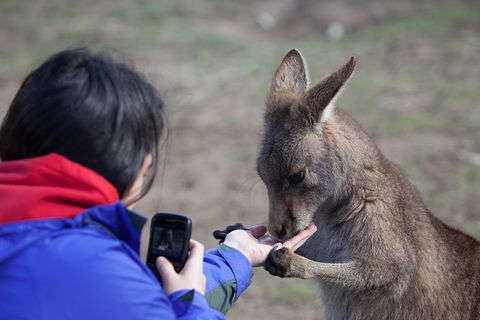 Mt Field National Park Active Day-Trip Including Bonorong And Mt Wellington - Attractions Perth 14