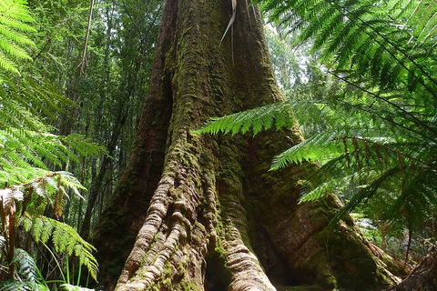 Mt Field National Park Active Day-Trip Including Bonorong And Mt Wellington - Attractions Perth 11