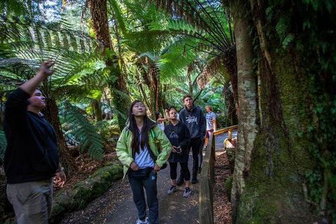 Mt Field National Park Active Day-Trip Including Bonorong And Mt Wellington - Attractions Perth 5