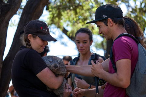 Mt Field National Park Active Day-Trip Including Bonorong And Mt Wellington - Attractions Perth 13