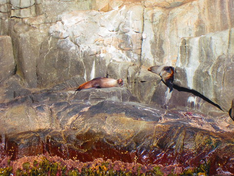 Full-Day Tasman Peninsula Tour From Hobart - Attractions Perth 9