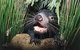 Hobart Shore Excursion: Half Day Bonorong Wildlife Park With Richmond Tour - thumb 0